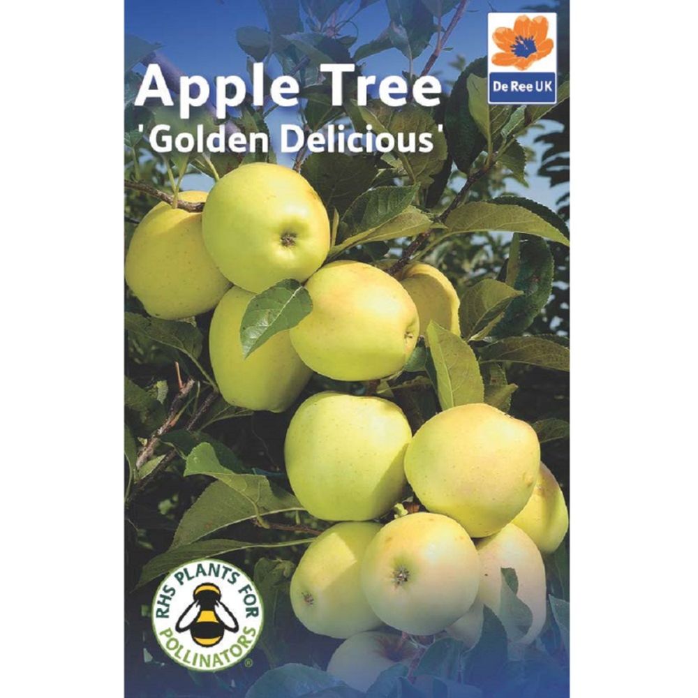 Apple Golden Delicious (BARE-ROOT)
